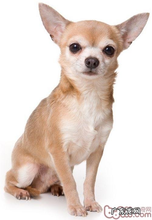 带小狗出门散散步的利弊