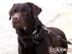 金毛幼狗的选择方式