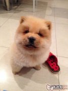 宠物犬拖运特别注意哪些