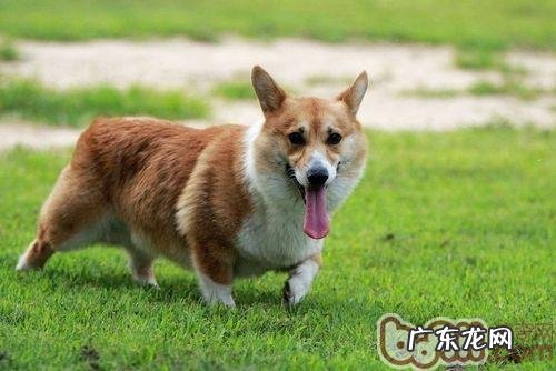 小狗狗长大以后身型的分辨方式