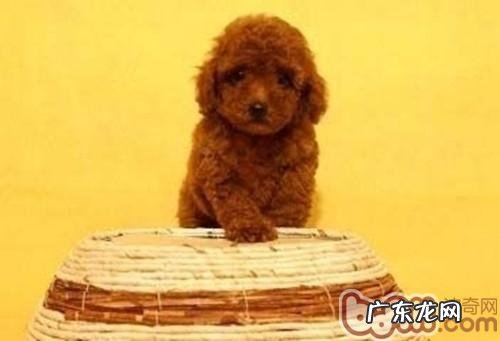 红贵宾的头发美容保养