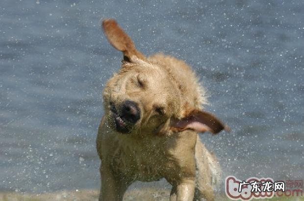 小狗宠物香波选择大分析