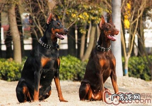 为何法国的许多 小狗沒有小尾巴