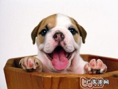 为狗狗补钙的恰当方式