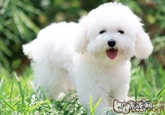 什么小狗非常容易缺少钙