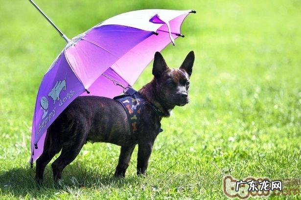 回绝湿冷，多雨小狗外出小技巧