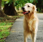 什么犬适合做导盲犬