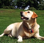 什么犬适合做导盲犬