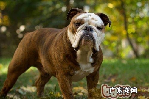 斗牛犬饲养的必需专业知识