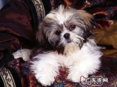 西施犬在冬天畏冷吗