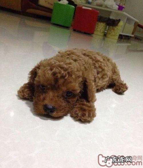 怎样判断泰迪犬的年纪