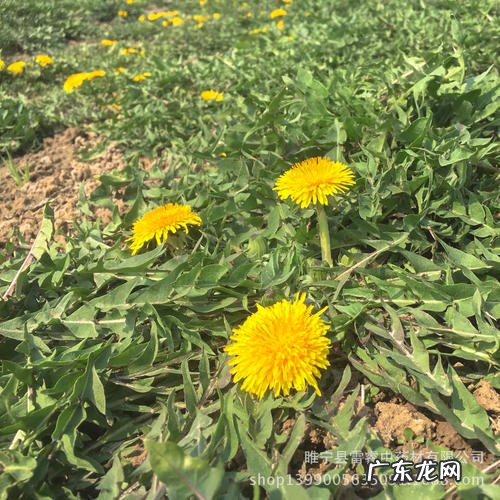 野生蒲公英图片叶子 野生蒲公英全草图片