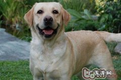 非纯种金毛有什么特点