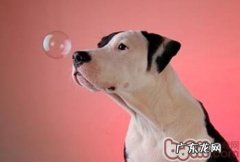 用电冰箱储存犬粮注意事项