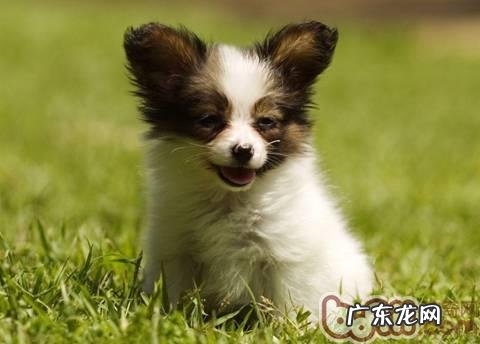 工薪族该怎样照顾好小狗的情绪