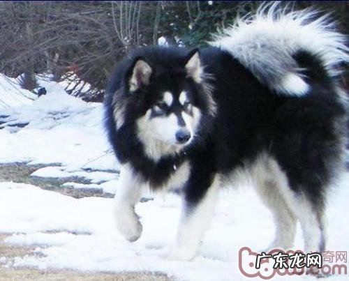 阿拉斯加犬的头发该怎样保养