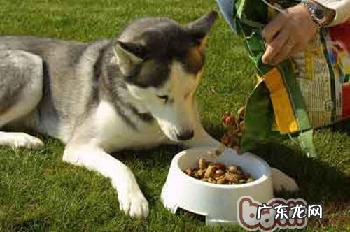 为何小狗吃天然狗粮比较好