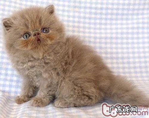 喂养波斯猫的常见问题