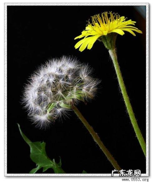 像蒲公英一样会飞的植物图片 像蒲公英一样会飞的植物
