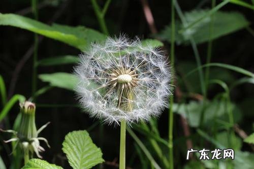 像蒲公英一样会飞的植物图片 像蒲公英一样会飞的植物