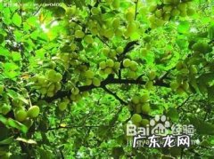 描写秋天银杏树的片段 描写银杏树的片段100字