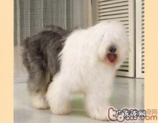 为小狗开结的常见问题