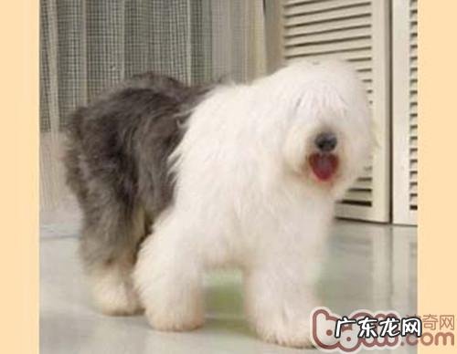 为小狗开结的常见问题