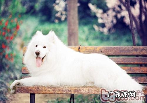 和狗内心沟通交流,沟通交流无障