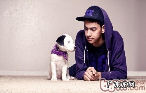 和狗内心沟通交流,沟通交流无障