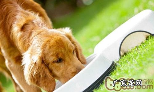 你意想不到的小狗不可以吃的东西