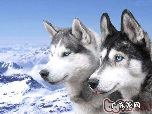 冬天小狗易着凉感冒 留意防冻