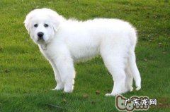 冬天小狗易着凉感冒 留意防冻