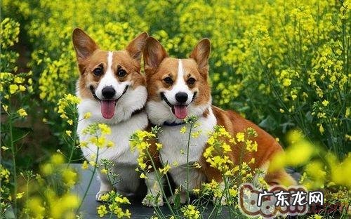 刚进门处的小狗为什么爱躲墙脚