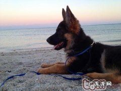 小狗为何一直甩耳朵里面