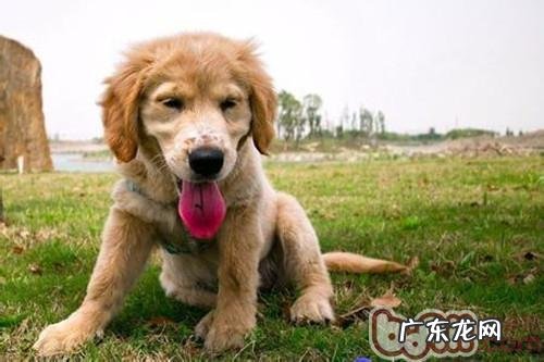 为小狗除味的常见问题