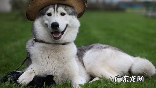 养宠物注意事项:喂养小宠物利与弊并存