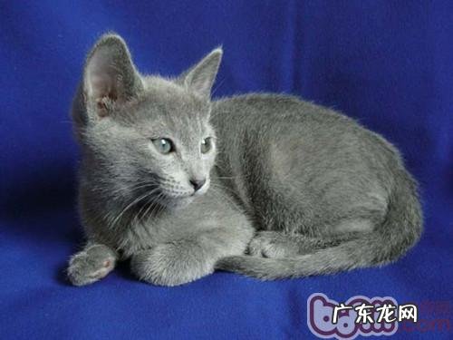 养宠物注意事项:喂养小宠物利与弊并存