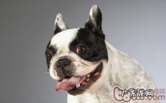 严寒冬天小狗清新自然窍门