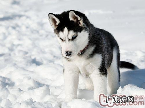 金毛总爱睡觉是什么原因