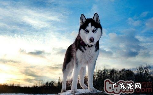 金毛多少刚开始换牙齿