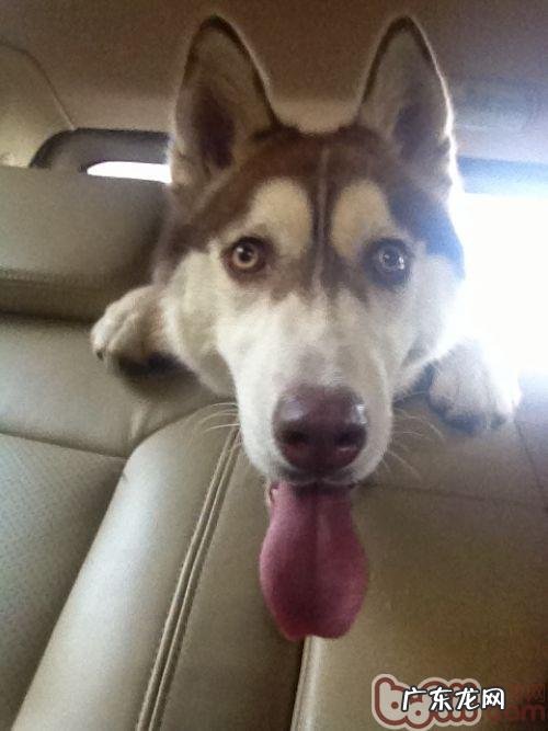 金毛的双眼有哪些颜色