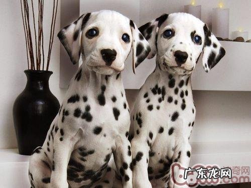 一只斑点狗要多少钱