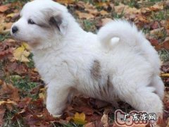 大白熊犬的长寿命吗