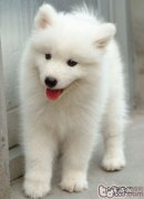 如何鉴别萨摩耶和大白熊犬