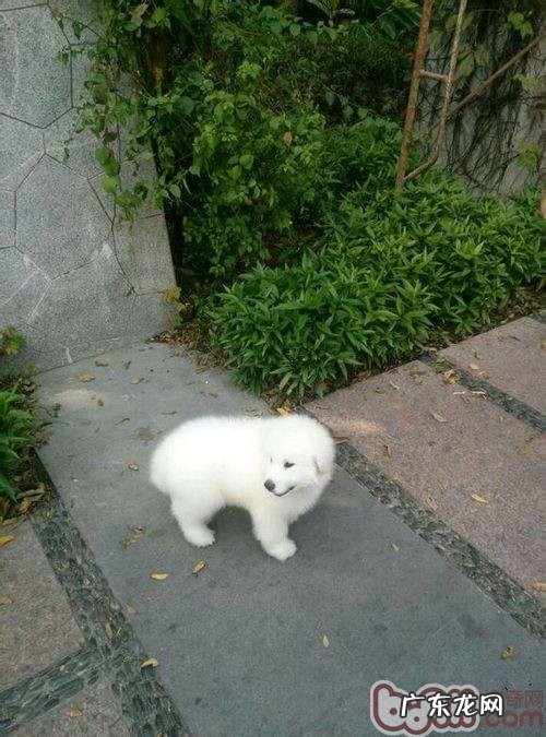 如何鉴别萨摩耶和大白熊犬