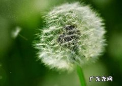 蒲公英仿写一段话 蒲公英的一段话