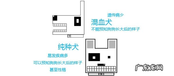 挑选最合适自身的宠物狗