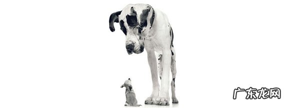 挑选最合适自身的宠物狗