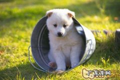 详细说明哪些人不宜养宠物