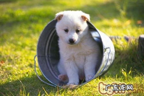 详细说明哪些人不宜养宠物